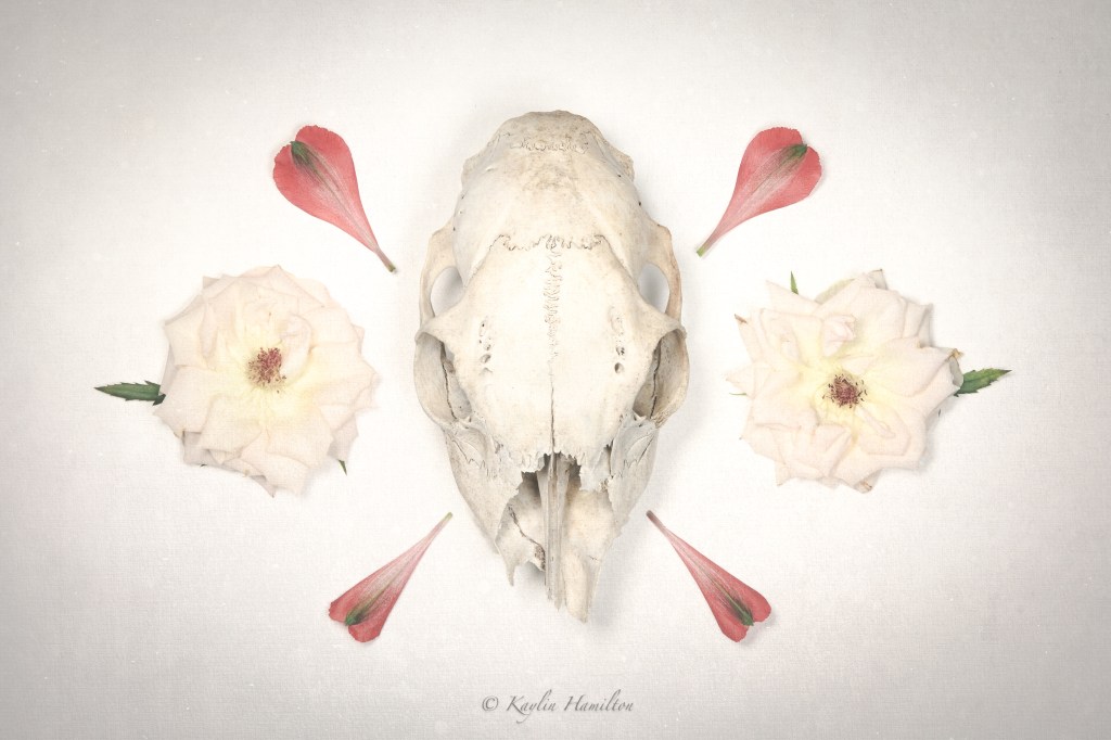 Momento Mori