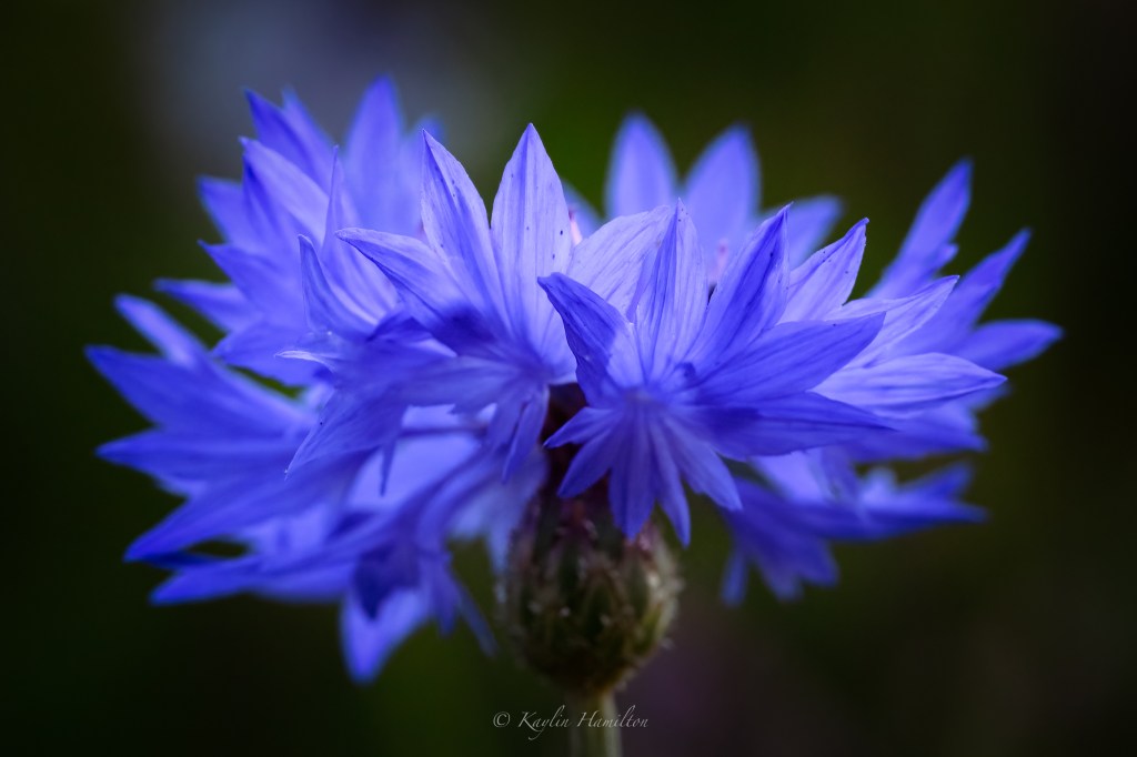 Blue Cornflower