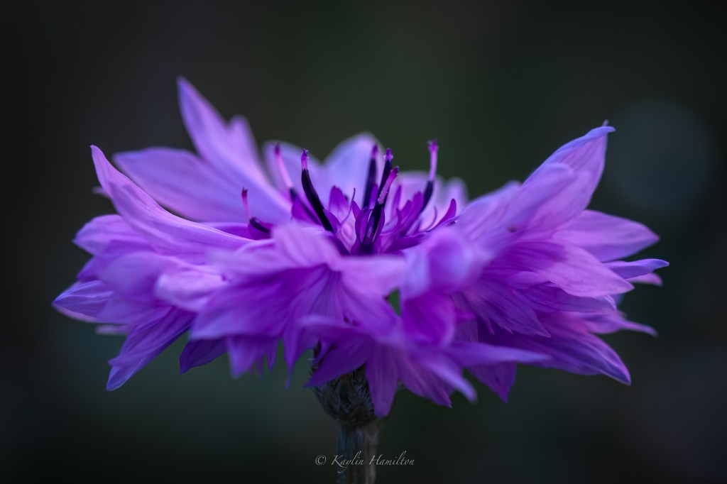 Purple Cornflower