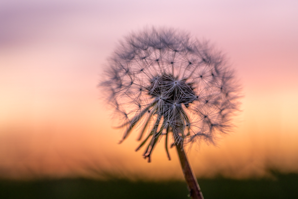 Dandelion
