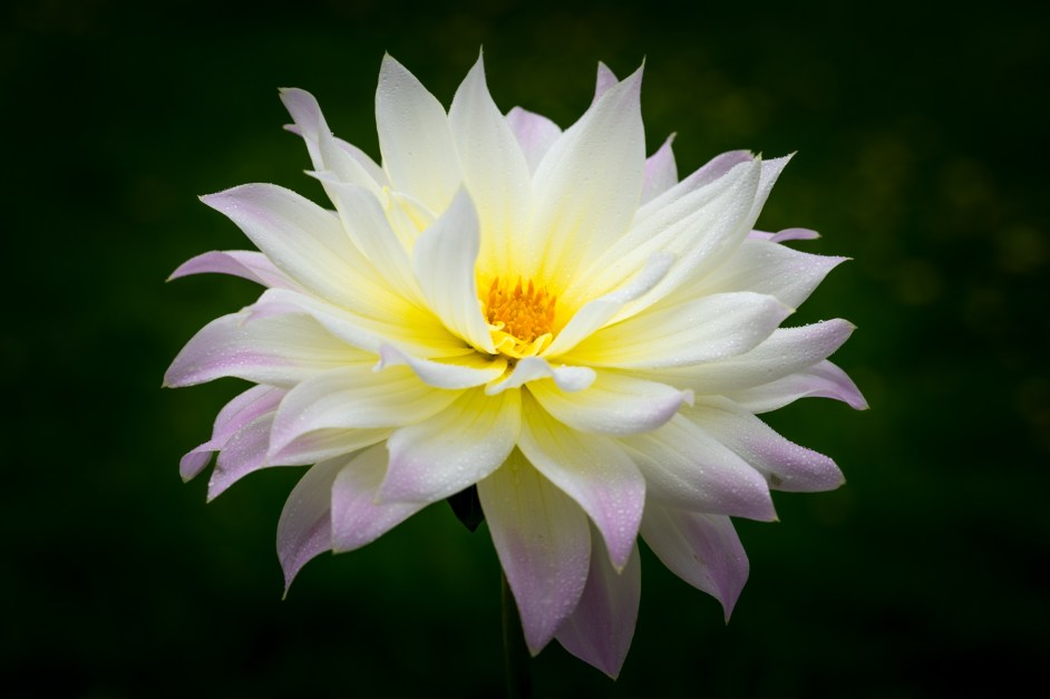 a white dahlia with a yellow centre and pink/purple petal ends, against a black and green background