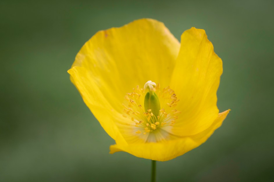 a yellow poppy with the focus on the centre of the flower, on a green background