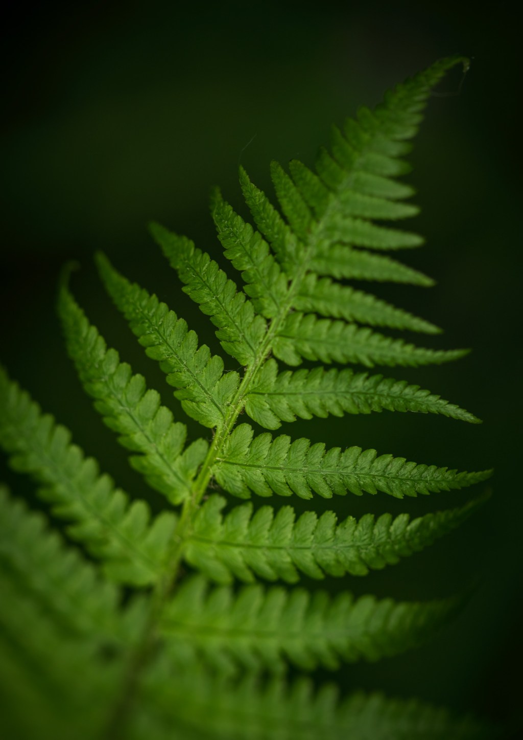 Fern