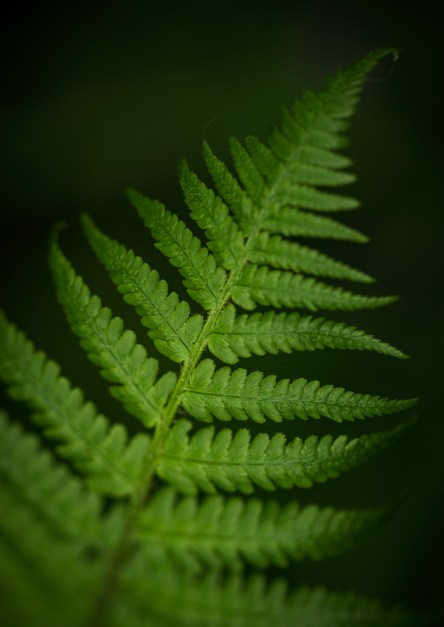 A bright green fern leaf positioned diagonally from left to right with the tip in the top right corner, against a dark green to black background