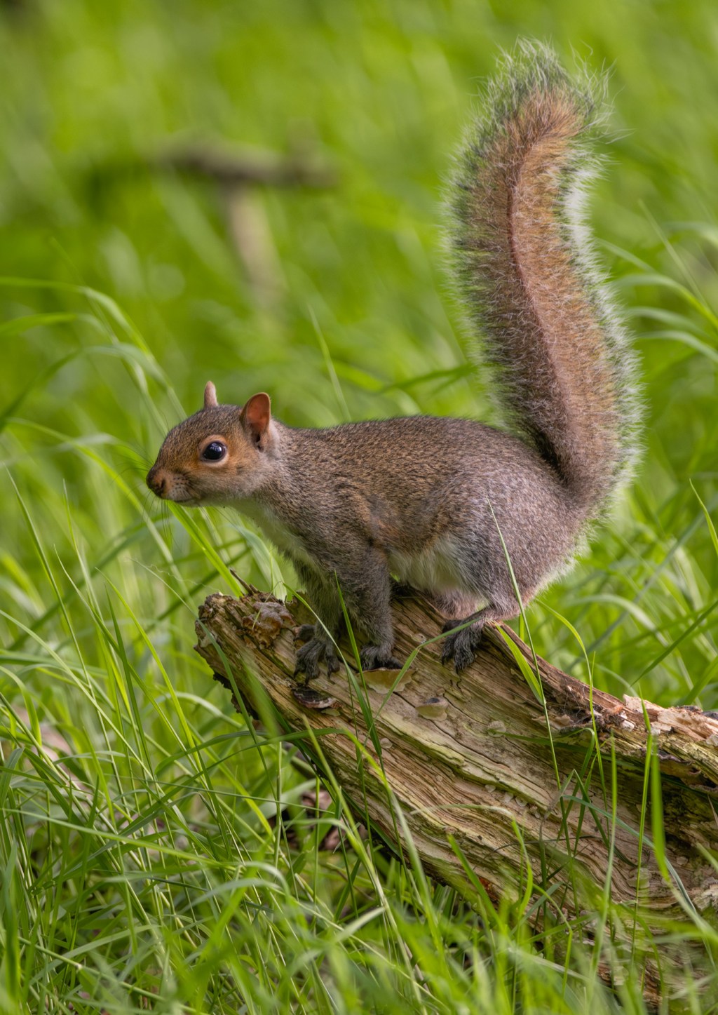 Grey Squirrel