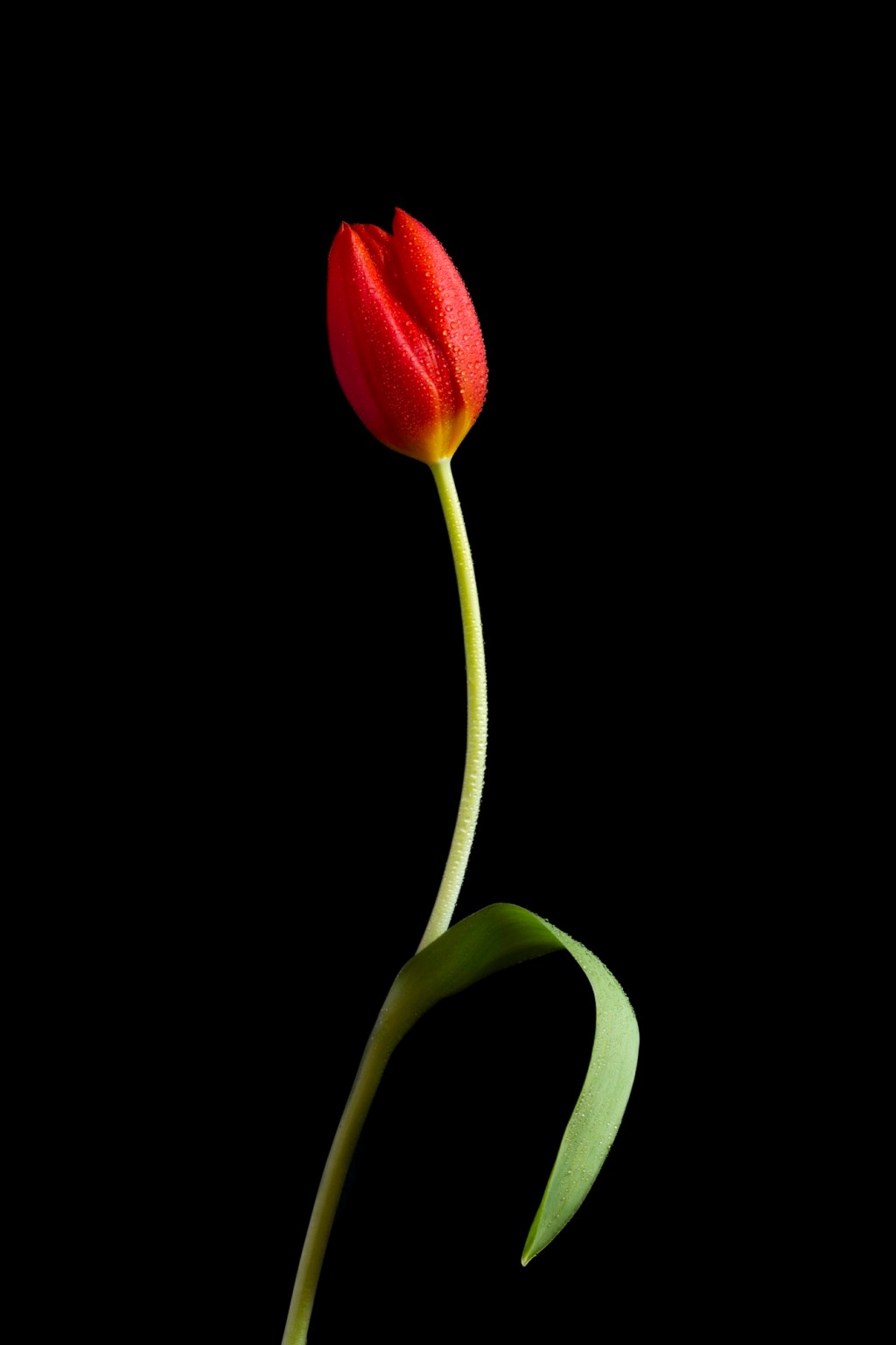 Red Tulip