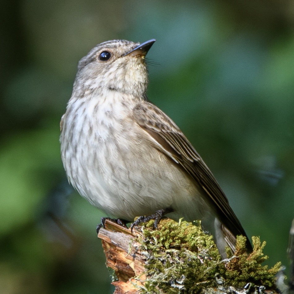 Spotted Flycatcher