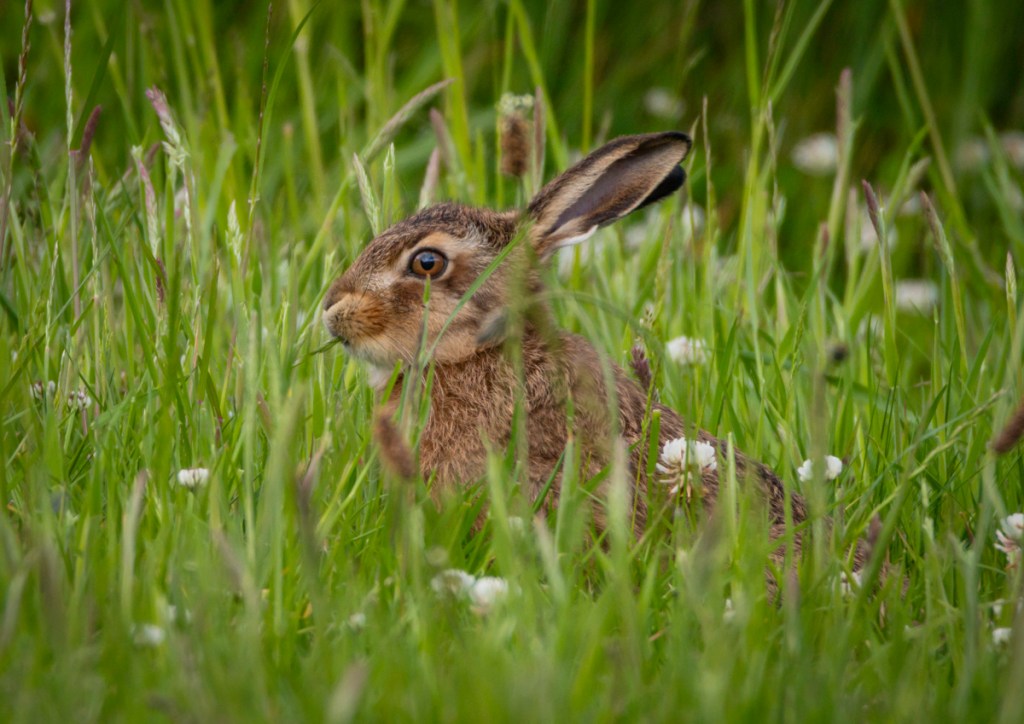 Leveret