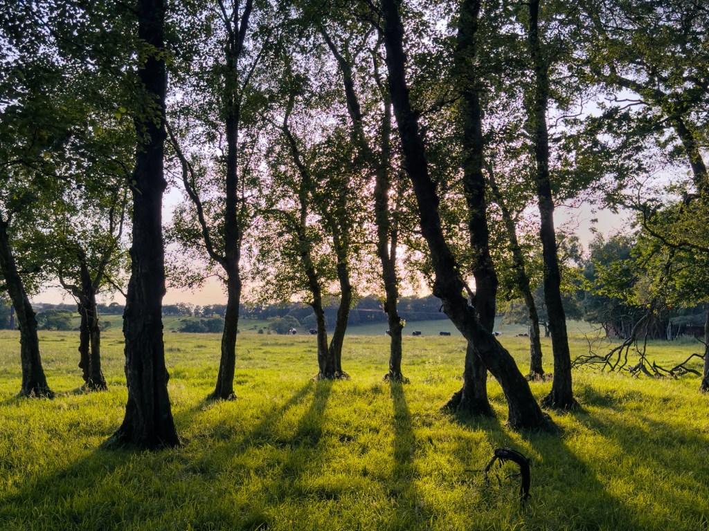 Through the Trees